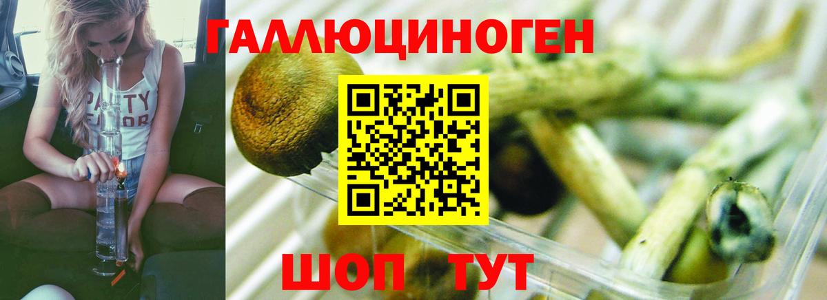 Галлюциногенные грибы Psilocybine cubensis Михайловка